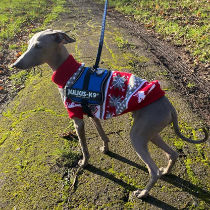 Cute Winter Sweater for Dogs